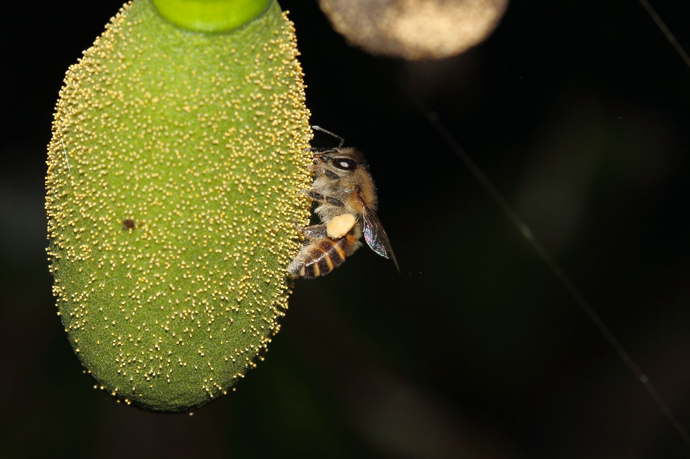 India is seeing huge declines in native insect species – several of them tied closely to our food security. But it’s hard to get humans viewing insects with the warmth they reserve for, say, furry mammals