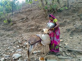 Fetching water with Dali and her donkey