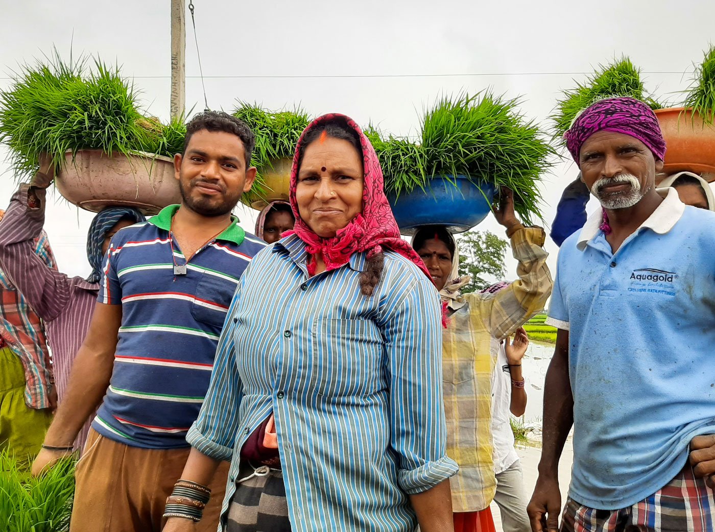 Farmers harvesting