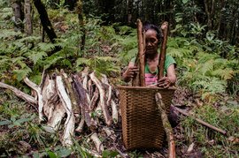 Zuiliani’s basket of firewood