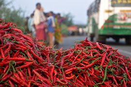 మిరప చేలల్లో చిన్నారులు