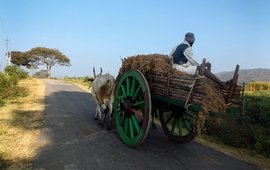 Home with the harvest in Bandipur