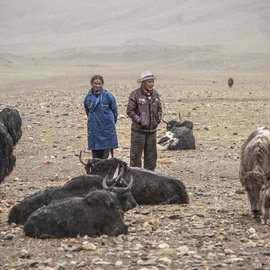 Karma Rinchen and Norla Dondrup belong to two separate herding units Kharloog and Dieque respectively.   