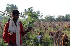 The four-legged ‘first citizens’ of Amaravati