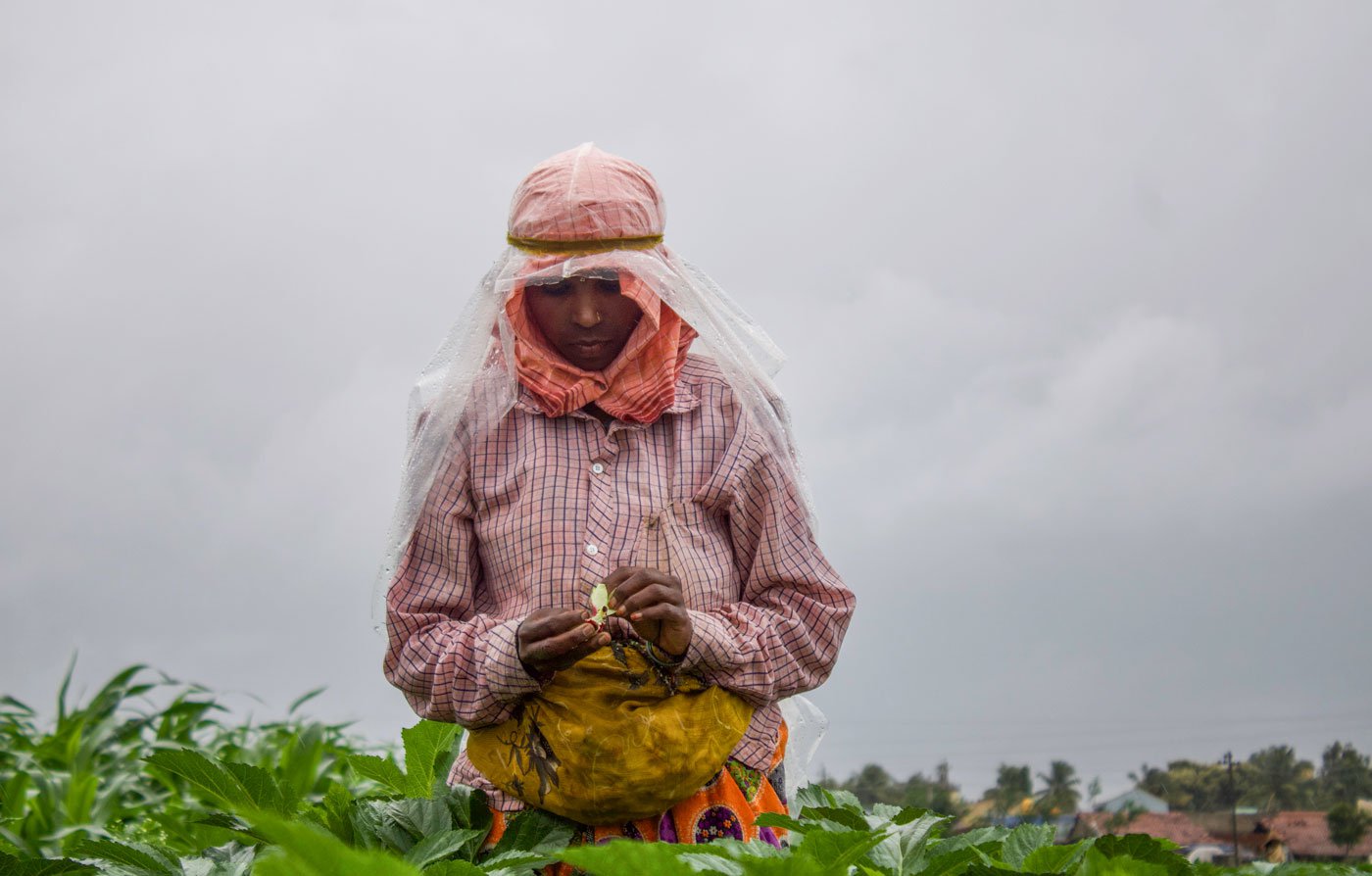 Women agricultural labourers like Mangala Harijan, who migrate to work as hand-pollinators in Karnataka's Haveri district, earn meagre sums of money despite toiling for the billion-dollar seed industry