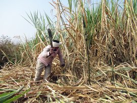 Cutting cane for 2,000 hours