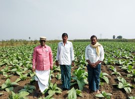 பிரகாசமில் ஊசலாடும் புகையிலை விவசாயம்