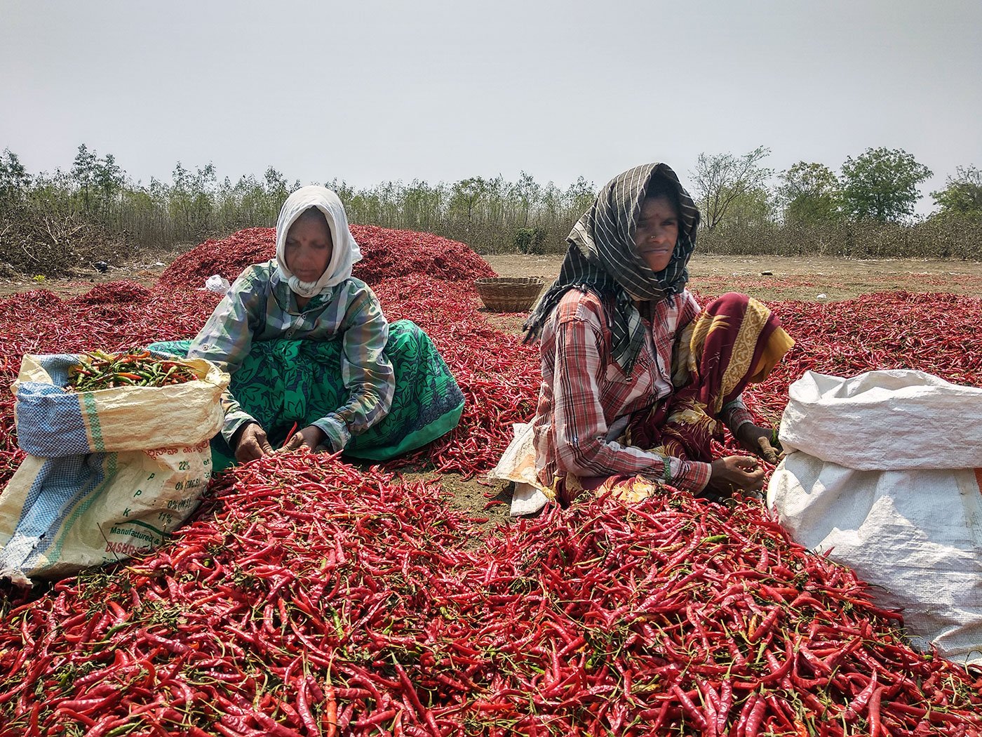 Agricultural labourers in Rami Reddy’s farm separate mirchi according to their grade