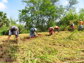 In Palghar: flattened paddy, horizontal hopes