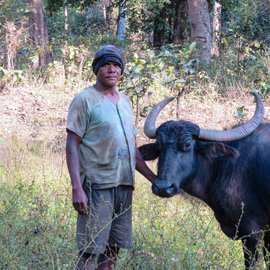 Vishalram Markam’s beloved buffaloes venture on their own to graze in the dense forests of Chhattisgarh’s Dhamtari district. They return to him by evening, but the danger from hungry predators is always lurking