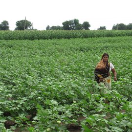 Padmabai Gajare at her farm