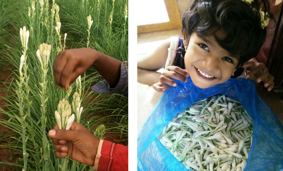 Picking tuberose. Chandra's daughter Iniya with tuberose flowers