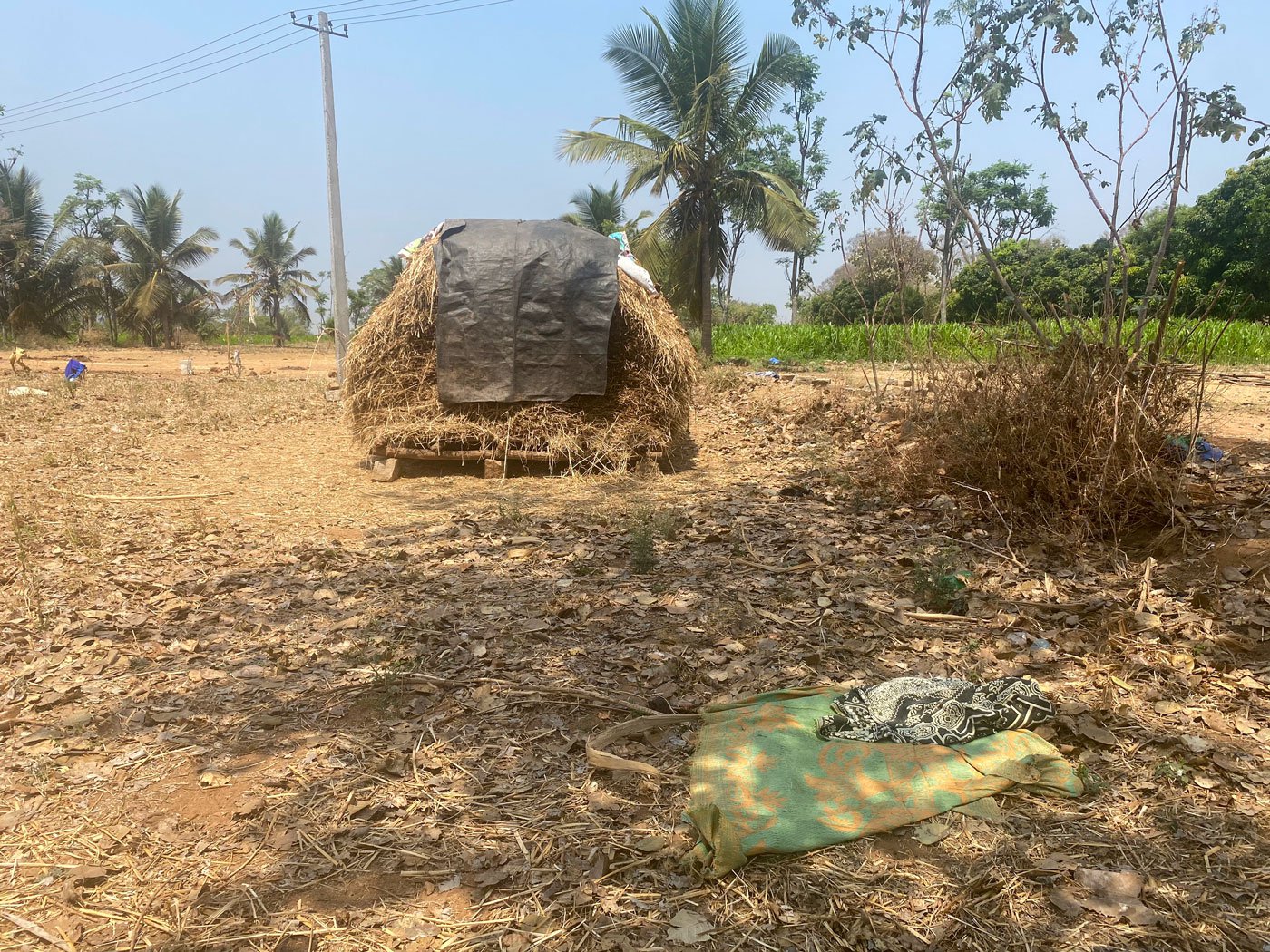 The tree and thatched hut in a secluded area in Aralalasandra where Anu stays during three days of her periods