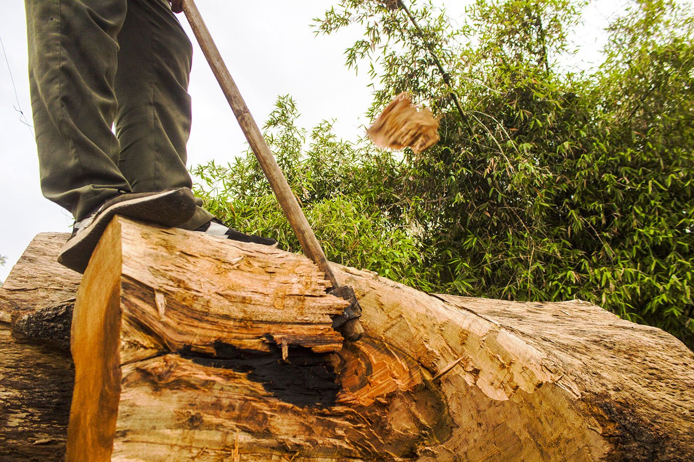 Cutting wood, which will later be taken to the Manikpur railway station and then to markets in towns along the train route