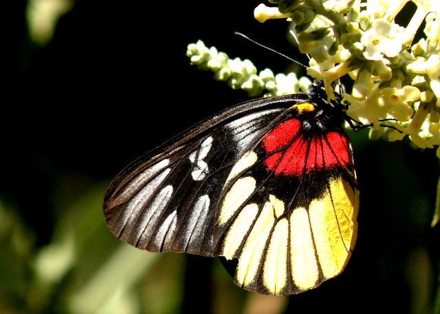 Even the gentle Red-Breasted Jezebel butterflies (left) are creating a flutter as they float from the eastern to the western Himalayas, staking new territorial claims and unseating 'good guy' native species, while the 'bad guys' like the Schistocerca gregaria locust (right) proliferate too. (Photos taken in Rajasthan, May 2020) 