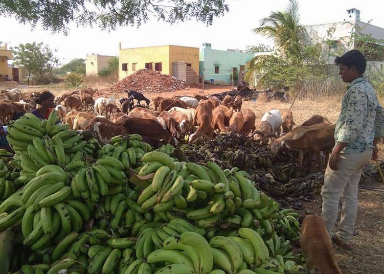 Tons of bananas were dumped in the fields of Anantapur (left), where activists and farm leaders (right) say they have collated details of the harvest in many villages

