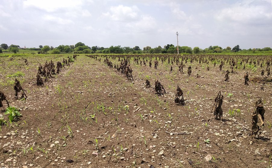 Sangeetha's farm where the plants in all the three acres had been washed away up to the canal