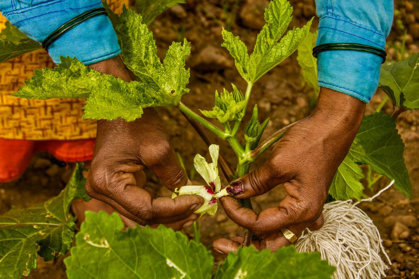 Ratnavva S. Harijan picks the gandu hoovu (' male flower') from the pouch tied to her waist to pollinate the okra flowers. She gently spreads the pollen from the male cone to the stigma and ties the flower with a thread held in her left hand to mark the pollinated stigma