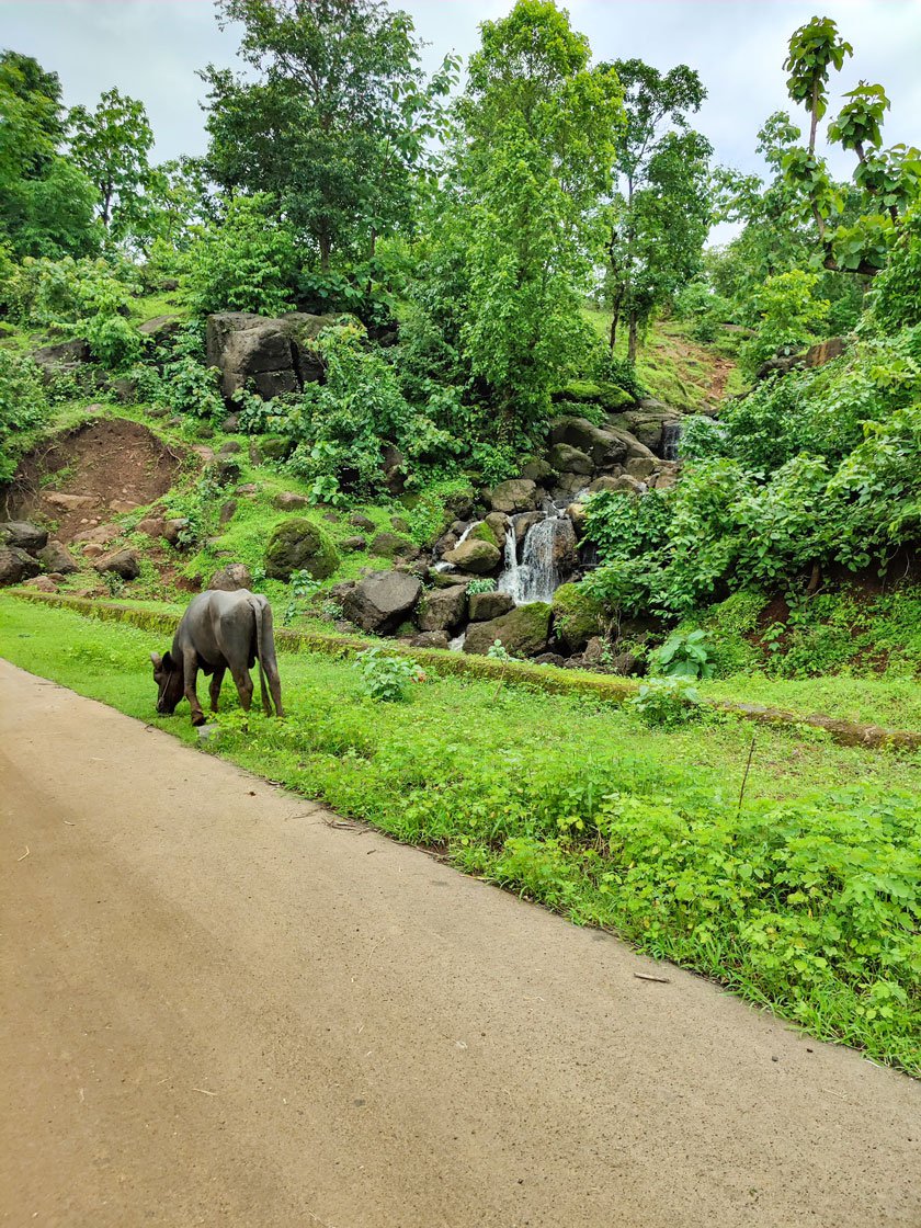 One of his buffaloes is seen grazing not too far away from his watch