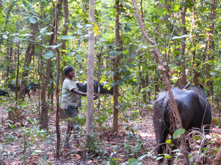 Markam with the grazing cattle in Jabarra forest