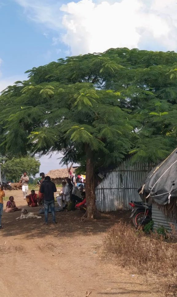 The tree that was planted by Vithabai