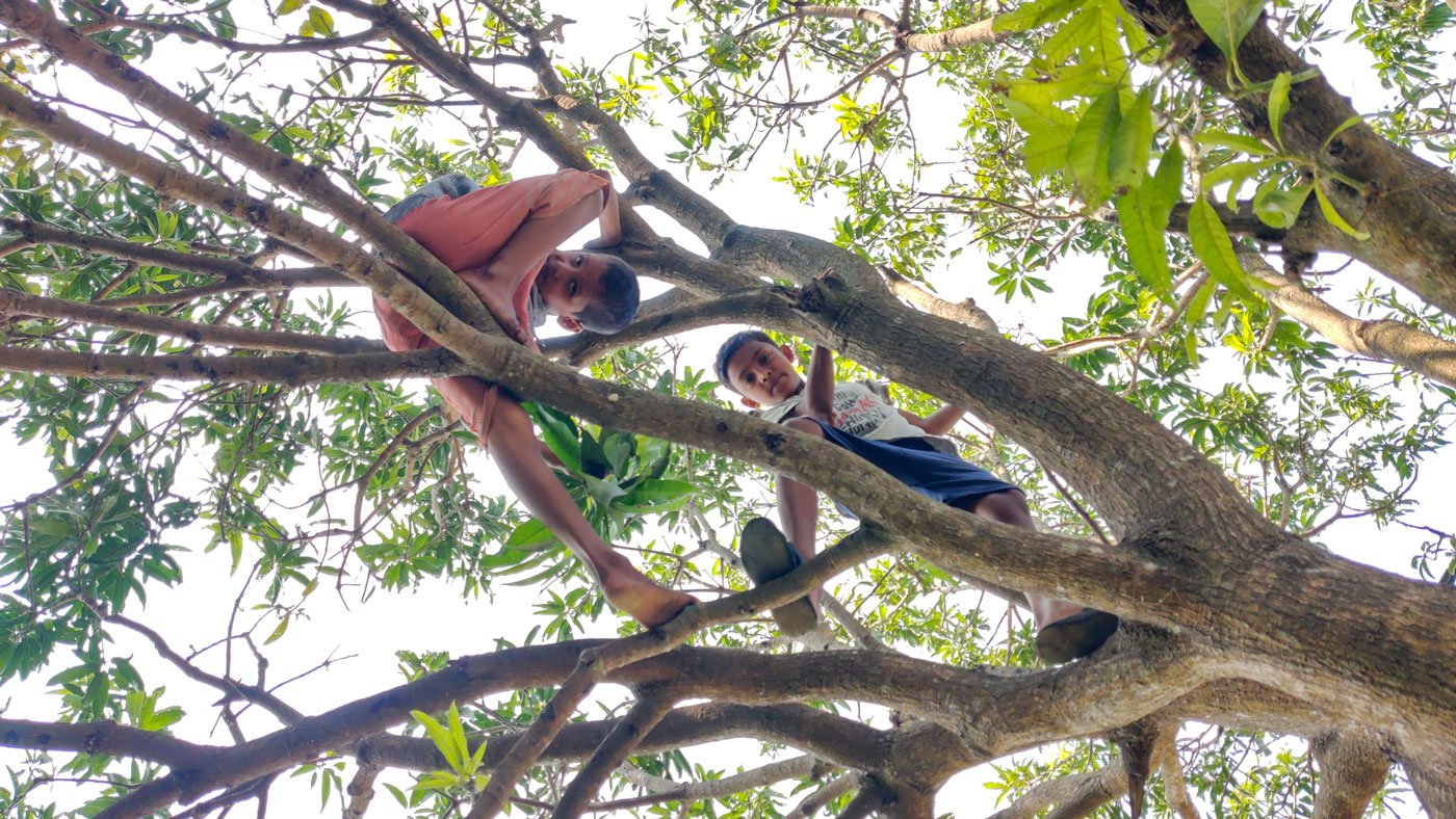 Climbing up this mango tree is a favourite game and they come here every day