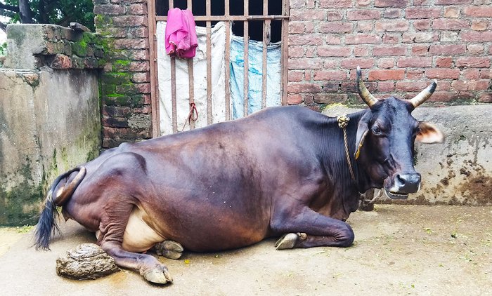 Most households in the region own cattle - cows and buffaloes. Cow urine (gau mutra) is used in several rituals around the home