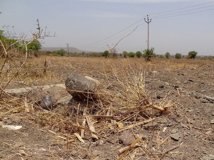 Dried up mogra plants on an acre of his farm