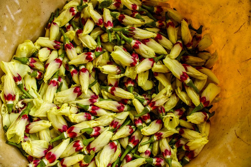 Left: Flowers that will be used for pollination are stored in a vessel. Right: Ratnavva pollinates the stigmas of about 200 okra plants within the first half of the day