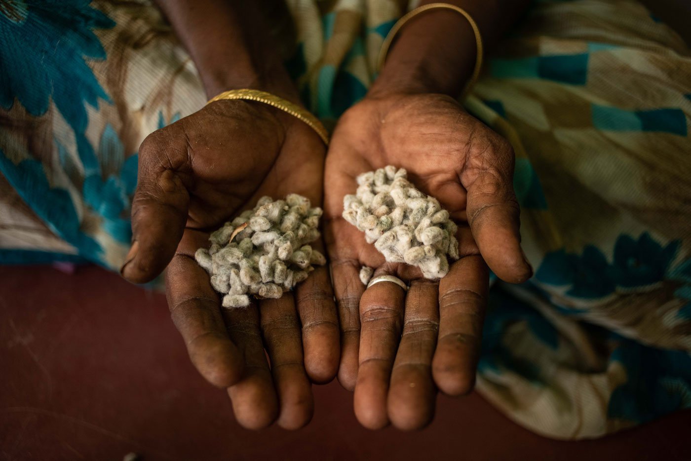 Adaikalaselvi is showing us her cotton seeds. Since last ten years she has been saving and selling these