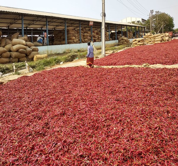 Mirchi being dried up in the Guntur market yard