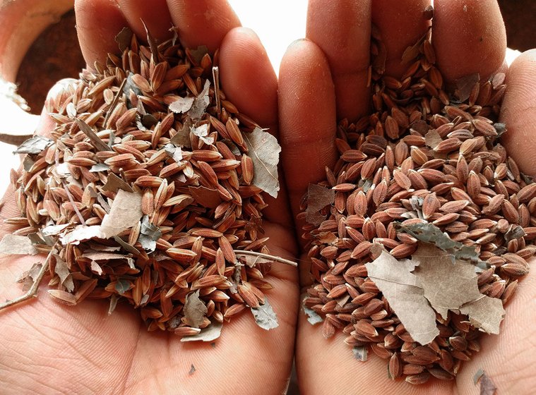 Budra Pradhan shows the difference in two paddy varieties. While both the seeds are in dark brown color, the one on the left have [or top; depending on the photo orientation] more golden touch, from tip to the center. And the one on the right has golden color just at tip and on edges