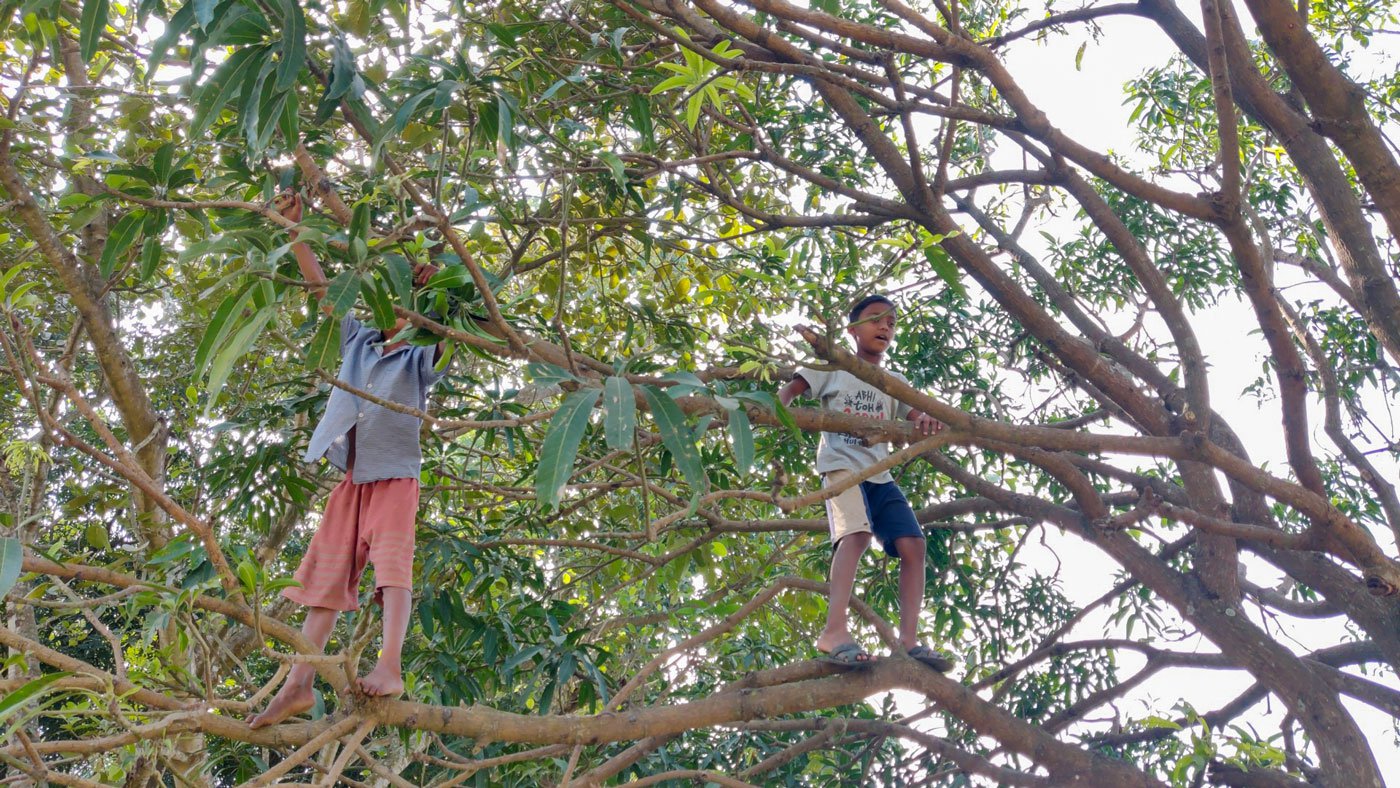 The boys are collecting mango leaves for their 10 goats