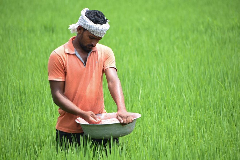 Left: Bairu Ganesh delayed harvesting his first three-acre crop by around a week – hoping for a better price. Right: The investment-heavy hybrid variety of watermelons grown in Ganesh's farm

