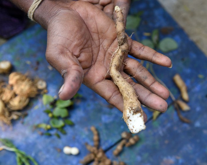 Left: A kaattu vellikizhangu tuber dug out from the forest. Right: The thamarai kizhangu, or lotus roots, help treat stomach ulcers 