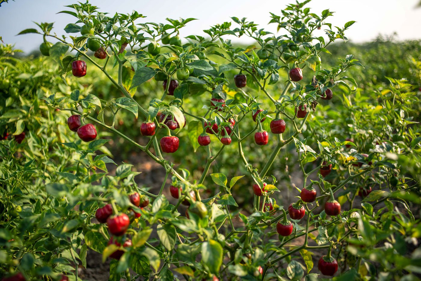 A popular crop in the district, mundu chillies, ripe for picking