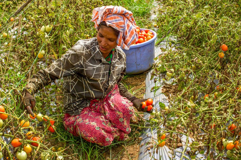 Left: Pollen powder is applied on the stigma of a tomato plant flower from a ring. Right : Ratnavva plucks the ‘crossed’ tomatoes, which will be harvested for the seeds