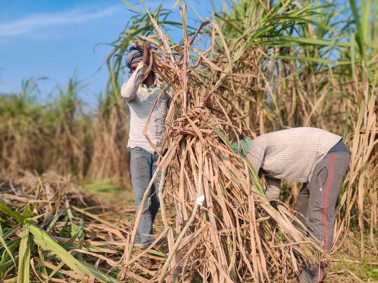 After months of backbreaking work cutting sugarcane, Kamaljit Paswan's body aches for days when he returns home to Bihar