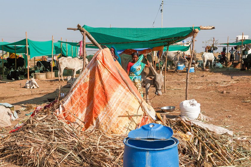 Lakshmi outside her tent with the drum of drinking water for cattle in the foreground.