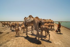 The endless search for grazing grounds