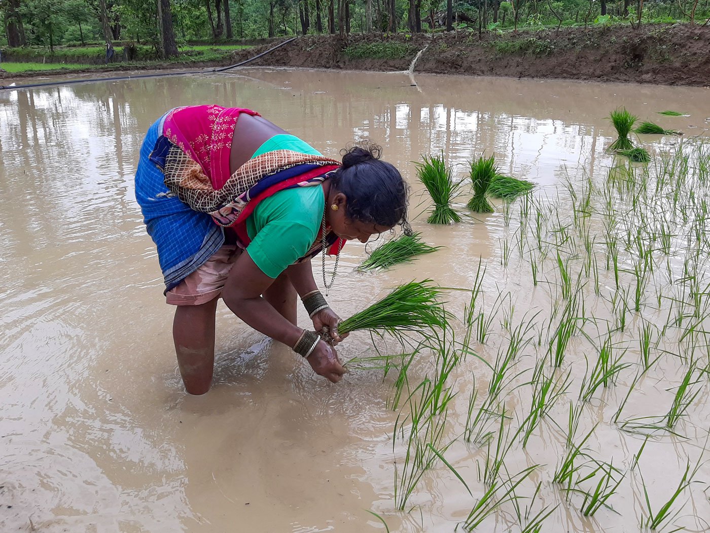 'We earn 4,000 rupees per acre, and together manage to plant saplings on two acres every day'