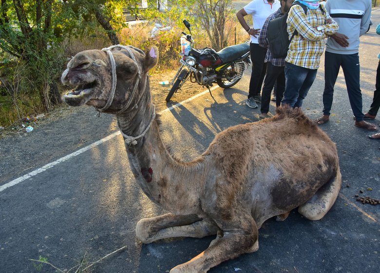 Left: The Rabari herders say their animals turned sickly at the kendra. Right: The caravan walking towards their settlement camp in Wardha district after gaining custody over their animals. 'What did the complainants gain from troubling us?'