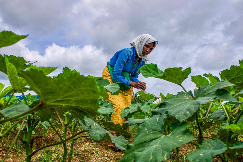 Left: Ratnavva looks for flowers of the okra plants to pollinate them. Right: Her bright smile belies her physically strenuous labour over long hours