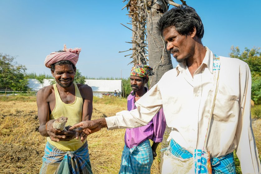 Left: Krishnan and companions with a rat they caught from its tunnel in a paddy field; at times farm owners engage the Irulas to rid their fields of rats. Centre: M. Radha with a dead rabbit she and her husband Maari caught after a full day's effort. Right: The learning centre for children run by G. Manigandan 