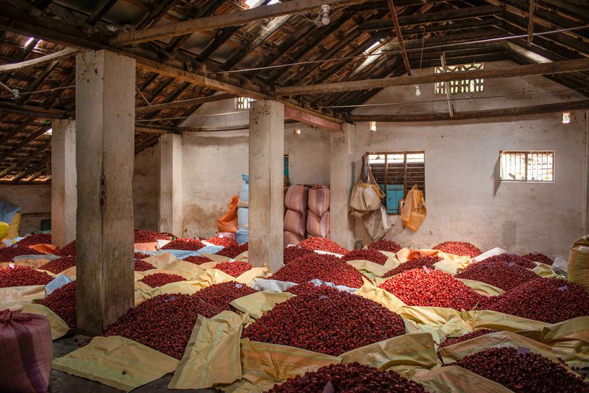 Mundu chilli harvest at a traders shop in Ramanathapuram