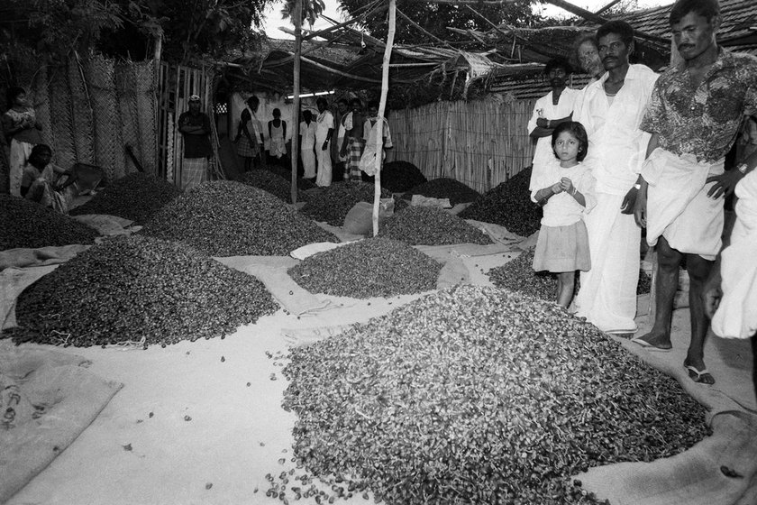 At the chilli market in Raman town