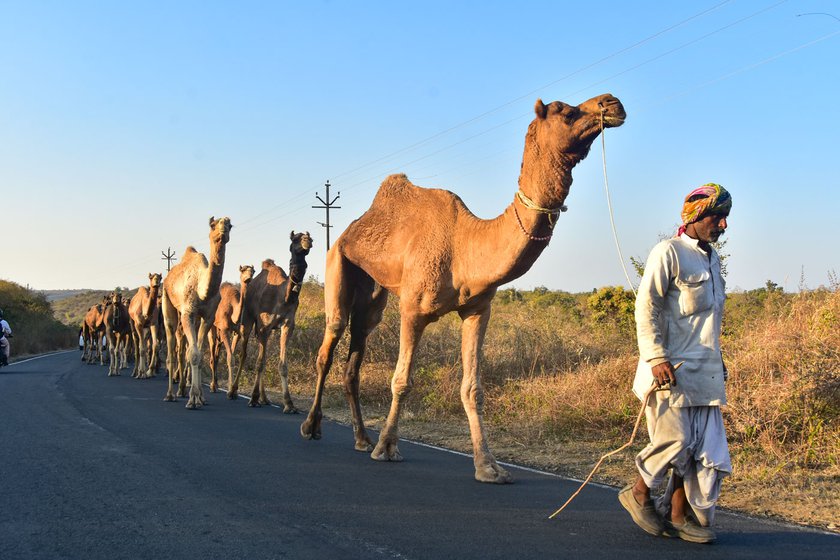 Left: The Rabari herders say their animals turned sickly at the kendra. Right: The caravan walking towards their settlement camp in Wardha district after gaining custody over their animals. 'What did the complainants gain from troubling us?'