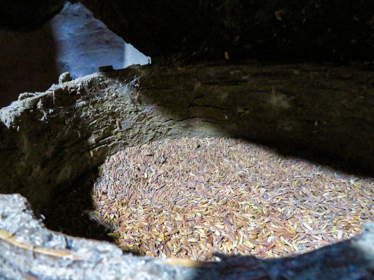 In one corner of Malu Wagh's hut, paddy is stored amid neem leaves in a kanagi: 'That’s the most precious thing in the house now'

