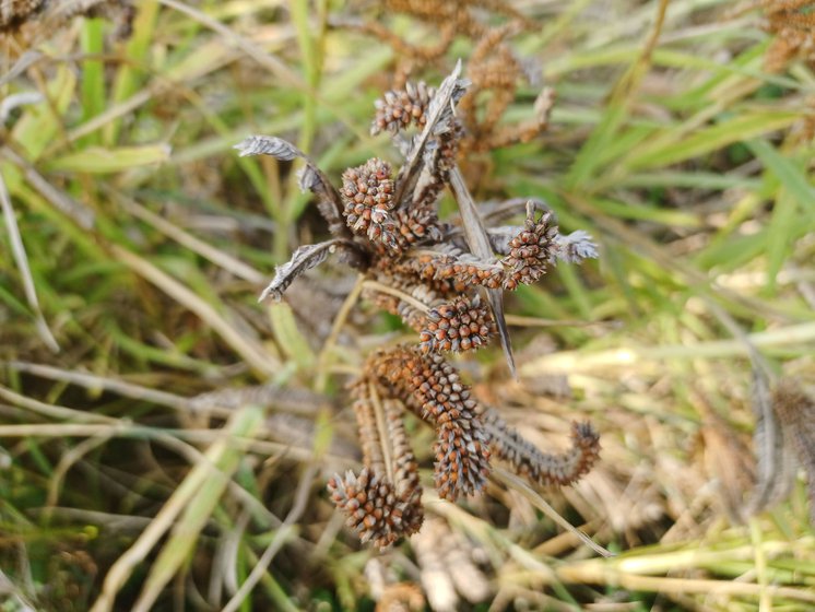 A rain-damaged ragi earhead