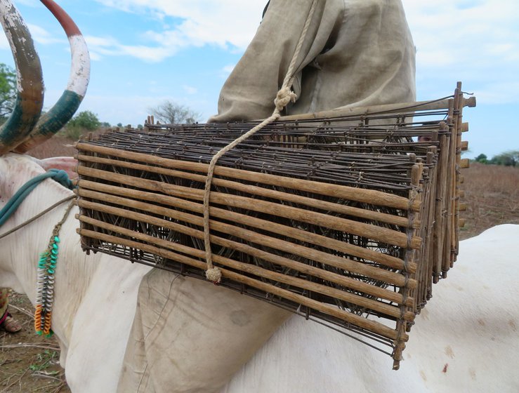 Naresh and other men from the settlement go hunting for teetar (partridge) in nearby forest areas. The birds are eaten or sold by the families